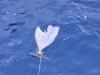 walpole_061