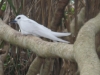 walpole_114