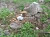 walpole_126