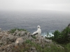 walpole_128
