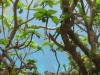 walpole_136