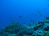 walpole_151