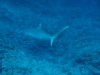 walpole_152