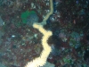 walpole_155