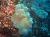 walpole_157
