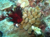 walpole_163