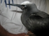 walpole_173