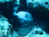 walpole_176