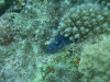 walpole_196