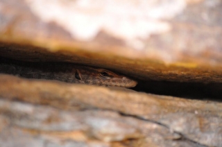 dsc_1457